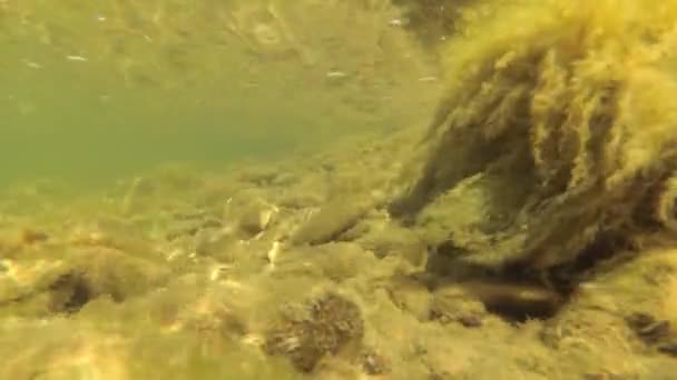 Underwater Scenery Mountain River Carpathians — ストック動画