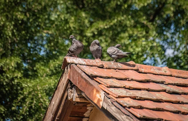 Három Galamb Egy Csempézett Tetőn — Stock Fotó