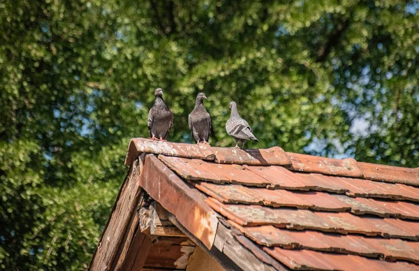 Three Doves Tiled Roof — Stock Photo, Image