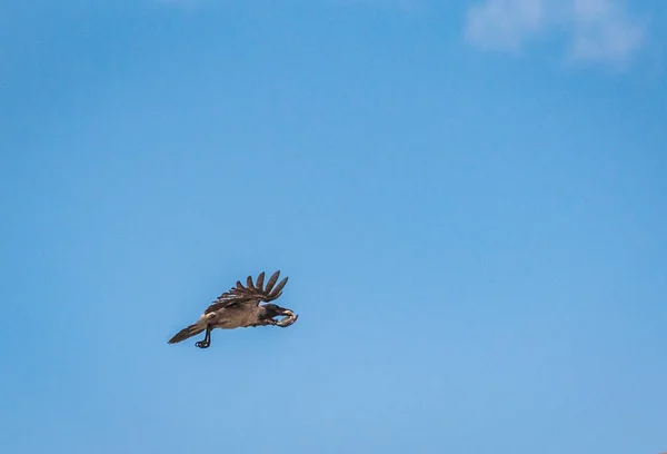 Crow Flies Prey Its Beak — Stock Photo, Image