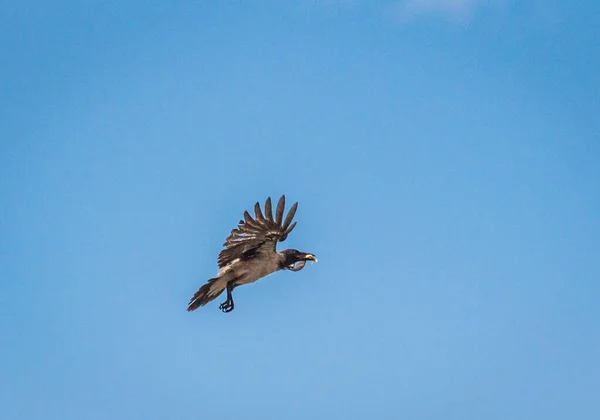 Cuervo Vuela Con Presa Pico — Foto de Stock