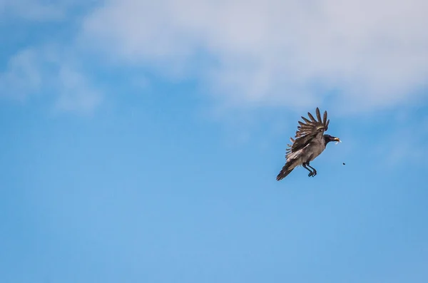 Crow Flies Prey Its Beak — 스톡 사진