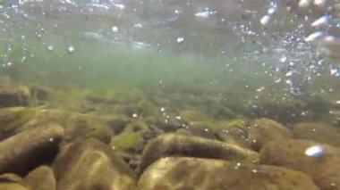 Underwater scenery of a mountain river in the Carpathians