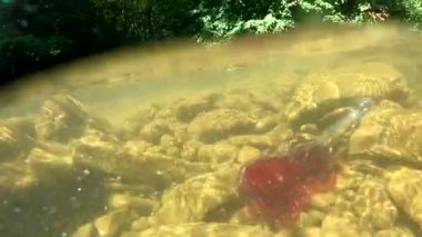 Underwater landscape with a bottle in the form of a violin