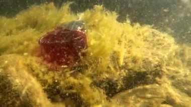 Keman şeklinde bir şişeyle sualtı manzarası