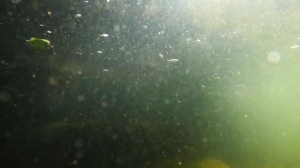 Underwater Landscape Bottle Form Violin — Stok video