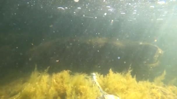Underwater Landscape Bottle Form Violin — Stok video