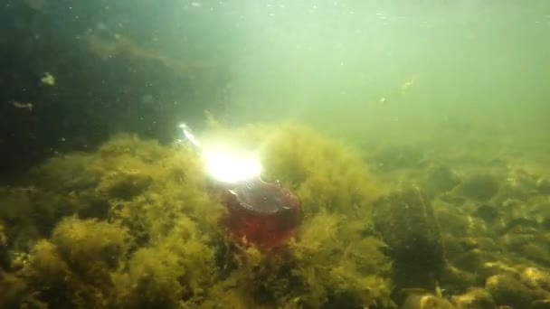 Underwater Landscape Bottle Form Violin — Αρχείο Βίντεο