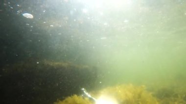 Underwater landscape with a bottle in the form of a violin