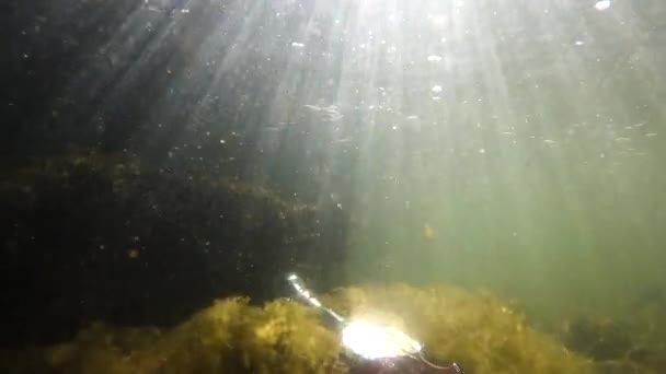 Underwater Landscape Bottle Form Violin — Stock videók