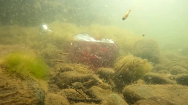 Underwater Landscape Bottle Form Violin — Αρχείο Βίντεο