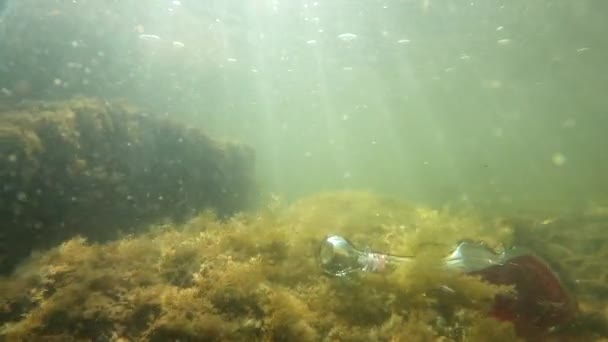 Underwater Landscape Bottle Form Violin — Αρχείο Βίντεο