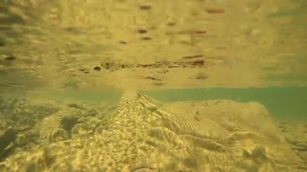 Underwater Landscape Bottle Form Violin — Video