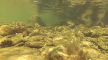 Karpatlar 'da bir dağ nehrinin sualtı manzarası