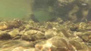 Karpatlar 'da bir dağ nehrinin sualtı manzarası