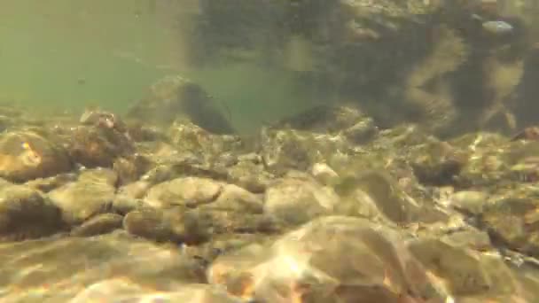 Underwater Scenery Mountain River Carpathians — ストック動画