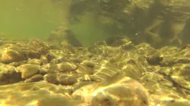 Underwater Scenery Mountain River Carpathians — 图库视频影像