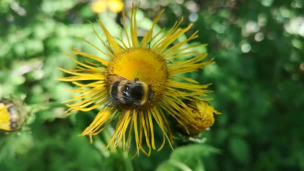 Bumblebee Collects Nectar Flower Telekia Beautiful Telekia Speciosa — Wideo stockowe