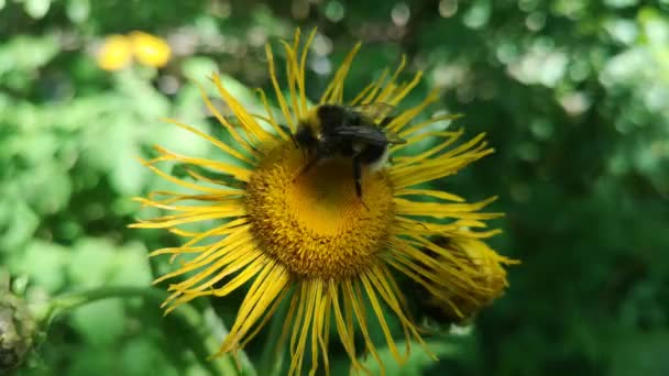 Bumblebee Collects Nectar Flower Telekia Beautiful Telekia Speciosa — Stock Video