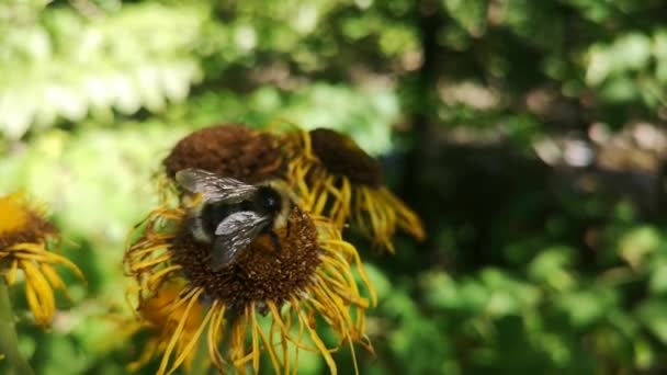 Pszczoła Zbiera Nektar Kwiatu Telekia Piękny Telekia Speciosa — Wideo stockowe