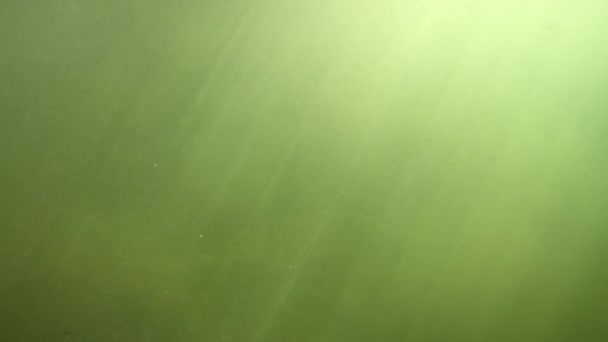 Underwater Scenery Mountain River Carpathians — Stok video