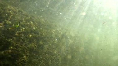 Karpatlar 'da bir dağ nehrinin sualtı manzarası