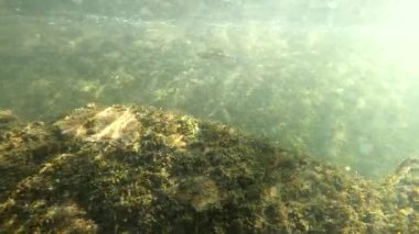 Karpatlar 'da bir dağ nehrinin sualtı manzarası