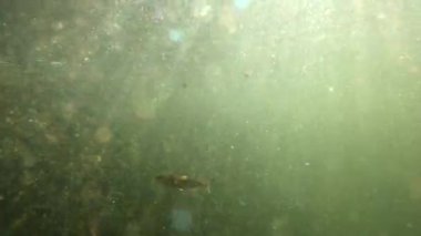 Karpatlar 'da bir dağ nehrinin sualtı manzarası