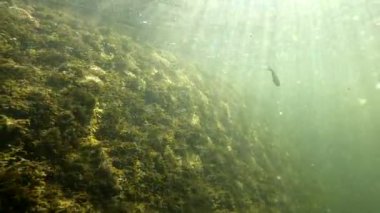 Karpatlar 'da bir dağ nehrinin sualtı manzarası