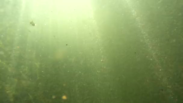 Underwater Scenery Mountain River Carpathians — Stock video