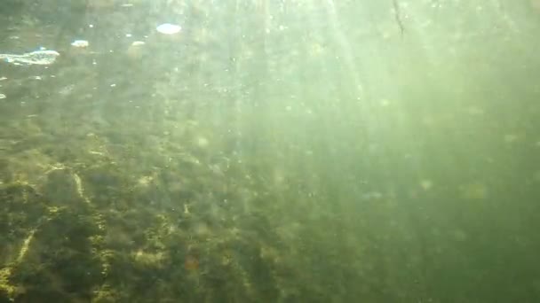 Underwater Scenery Mountain River Carpathians — 비디오