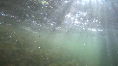 Underwater scenery of a mountain river in the Carpathians