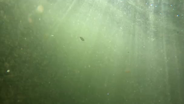 Underwater Scenery Mountain River Carpathians — Vídeos de Stock