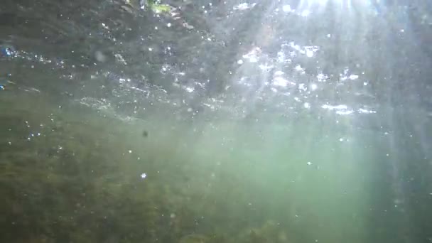 Underwater Scenery Mountain River Carpathians — ストック動画