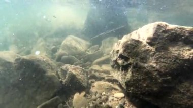 Karpatlar 'da bir dağ nehrinin sualtı manzarası