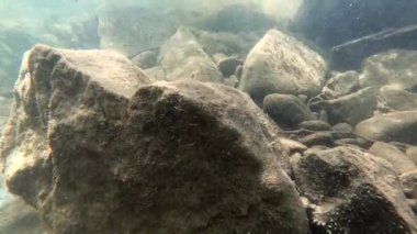Underwater scenery of a mountain river in the Carpathians