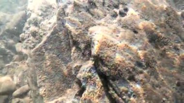 Karpatlar 'da bir dağ nehrinin sualtı manzarası