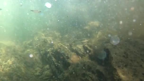 Underwater Scenery Mountain River Carpathians — Stock videók