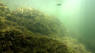 Underwater scenery of a mountain river in the Carpathians