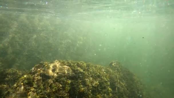 Underwater Scenery Mountain River Carpathians — Stok video