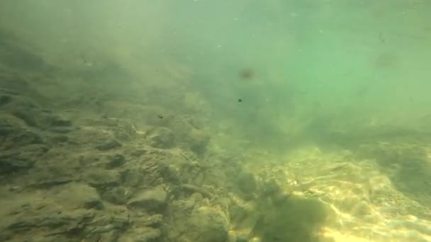 Paysage Sous Marin Une Rivière Montagne Dans Les Carpates — Video