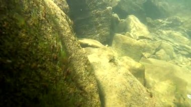 Yapay kafatasıyla bir dağ nehrinin sualtı manzarası