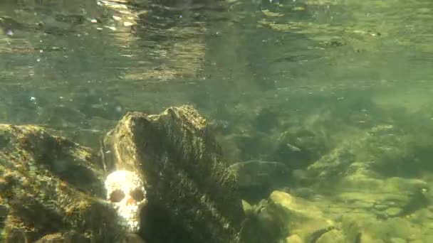 Paisagem Subaquática Rio Montanha Com Crânio Artificial — Vídeo de Stock