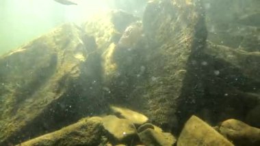 Underwater landscape of a mountain river with an artificial skull