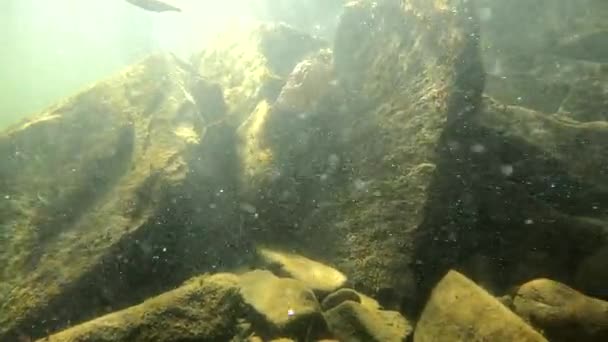 Unterwasserlandschaft Eines Gebirgsflusses Mit Künstlichem Schädel — Stockvideo