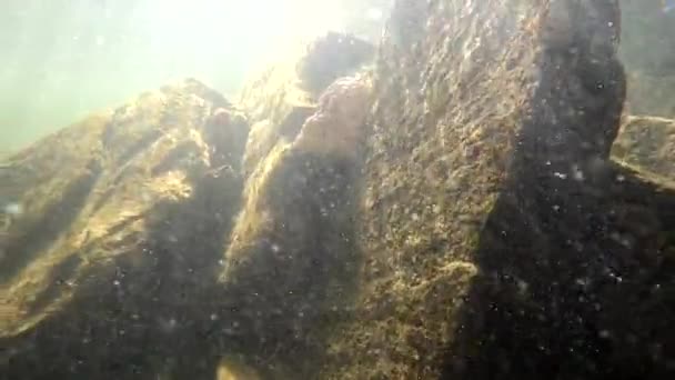 Unterwasserlandschaft Eines Gebirgsflusses Mit Künstlichem Schädel — Stockvideo
