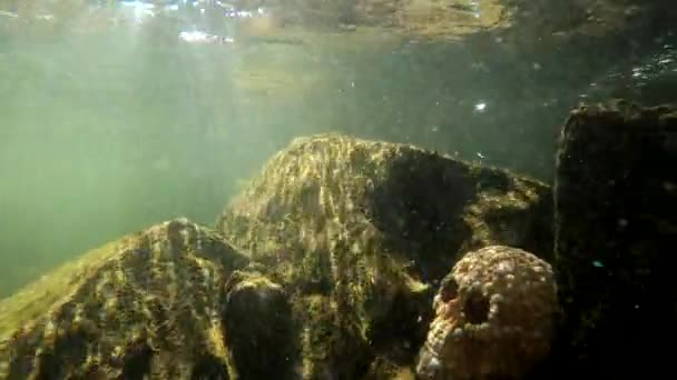 Underwater Landscape Mountain River Artificial Skull — Αρχείο Βίντεο