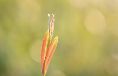 Söğüt ağacının genç filizleri