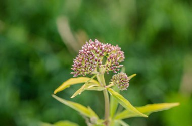 Tıbbî bitki bakterisi.