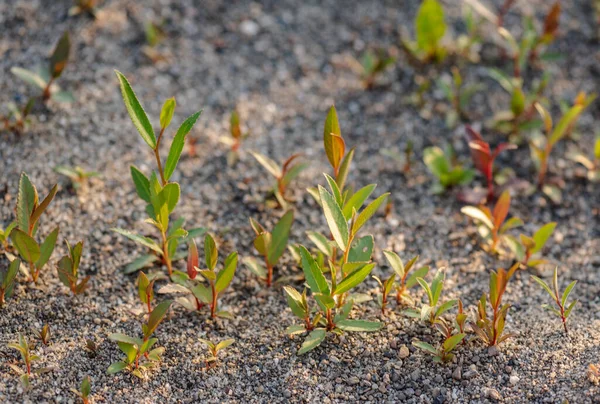 Young Shoots Willow Tree — Stockfoto